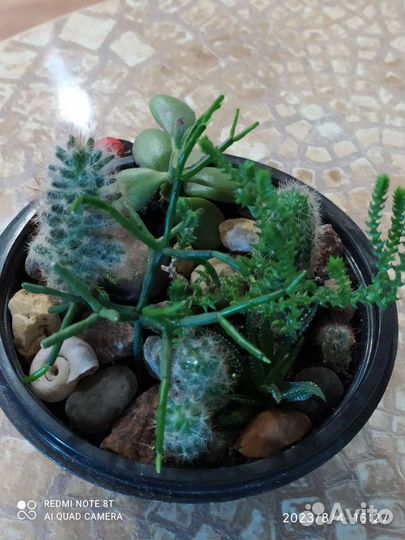 Садик из суккулентов и кактусов
