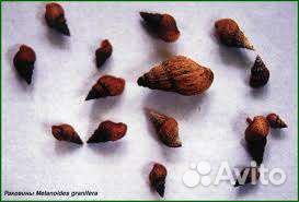 Улитки мелании