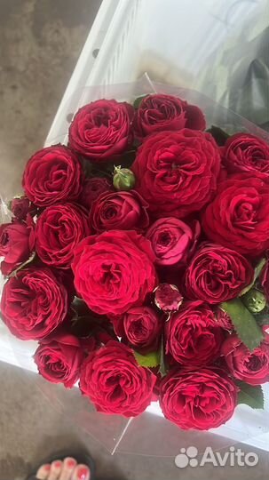 Кустовые розы пионовидные Ставрополь