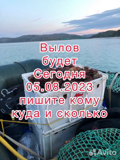 Морской гребешок