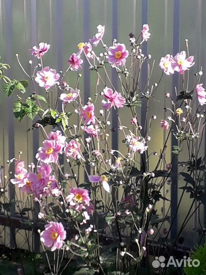 Анемона Хоста Папоротник