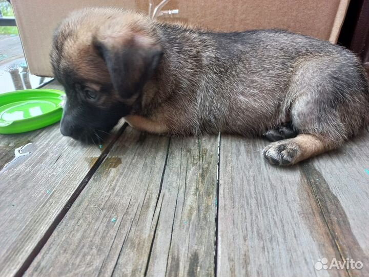 Щенки в дар