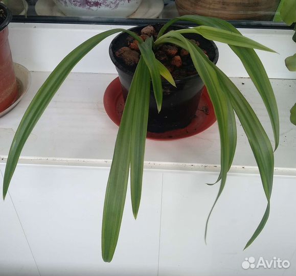 Хлорофитум в горшке