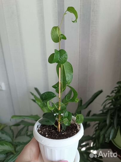 Фикус Букле