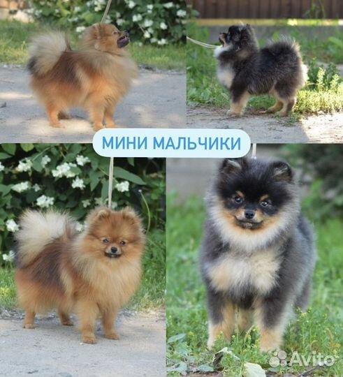 Плюшевые мишки шпиц