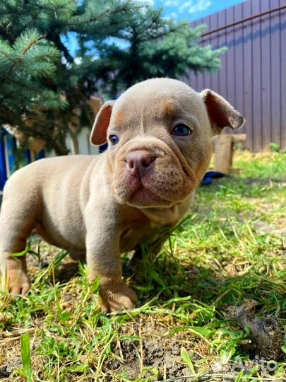 Щенки американского булли