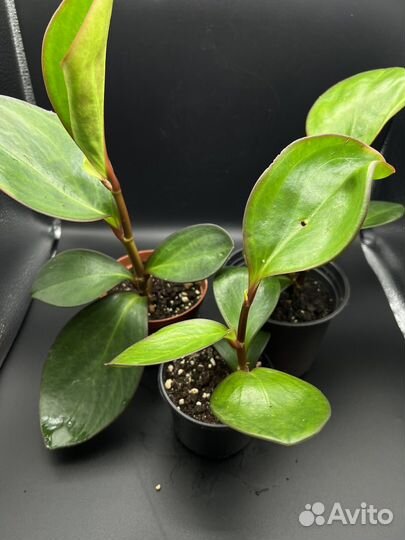 Пеперомия туполистная