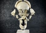 Анатомическая модель кости черепа человека