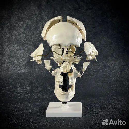 Анатомическая модель кости черепа человека