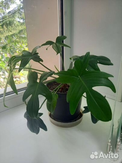 Филодендрон