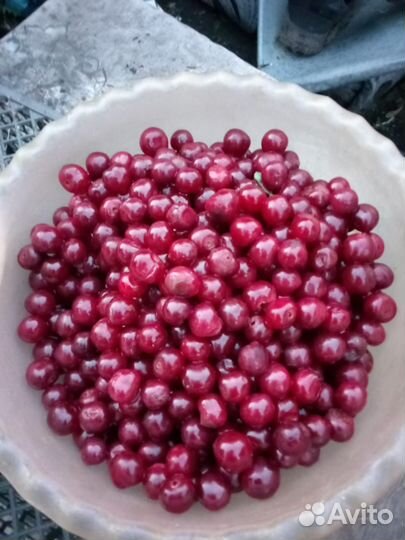 Продам вишню