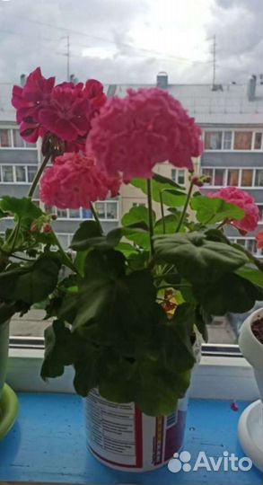 Пеларгония герань