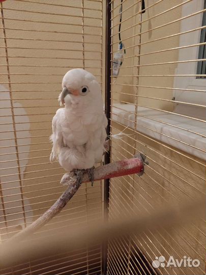 Попугай Какаду