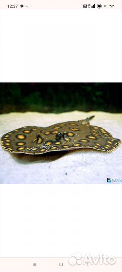 Скат моторо
