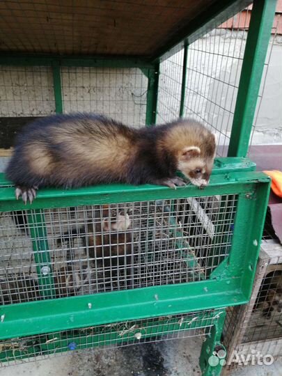 Домашний хорек