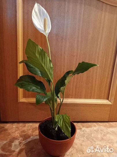 Спатифиллум