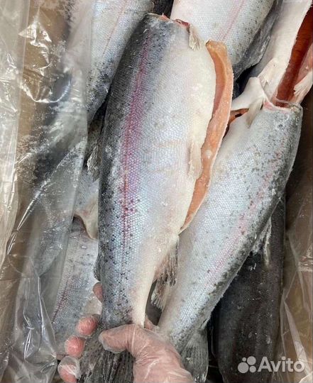 Форель свежемороженная