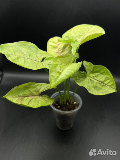 Сингониум mango allusion