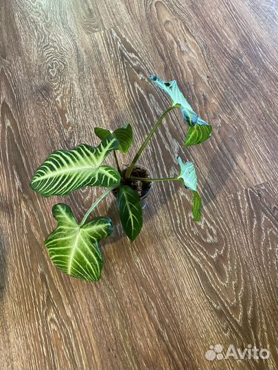 Каладиум, колоказия Линдена