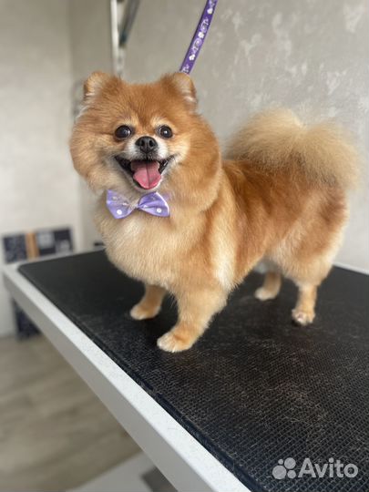 Стрижка собак и кошек