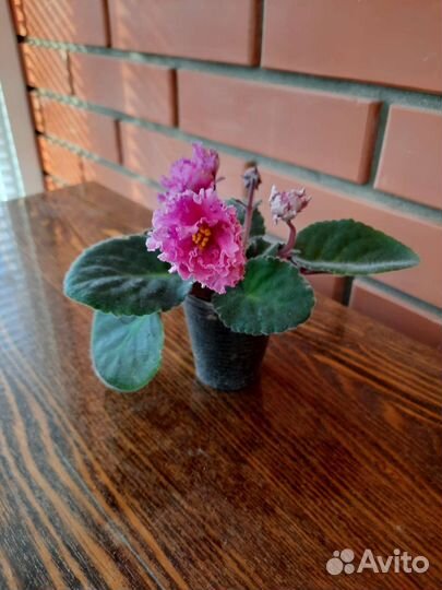 Сортовая крупноцветковая фиалка