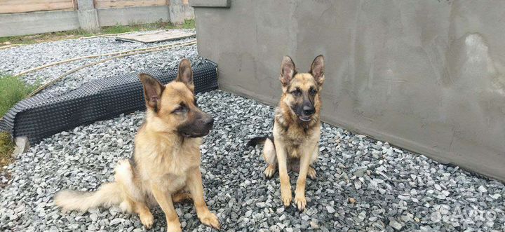 Восточно европейская овчарка (немецкая ) щенки