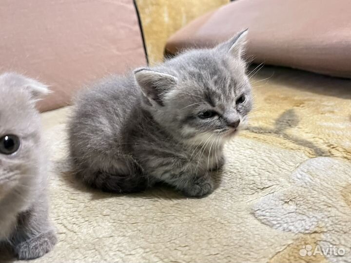 Шотландские котята