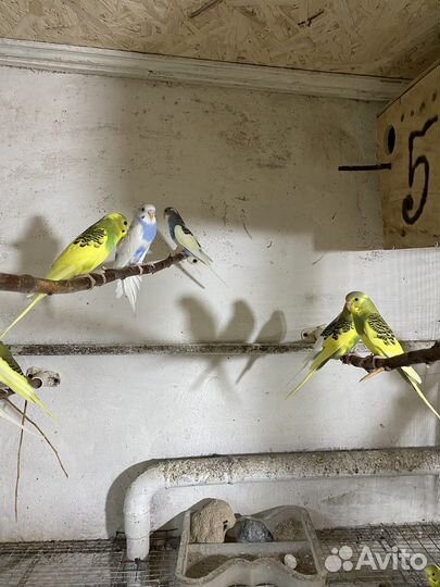 Волнистый попугай