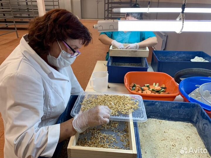 Мучной червь