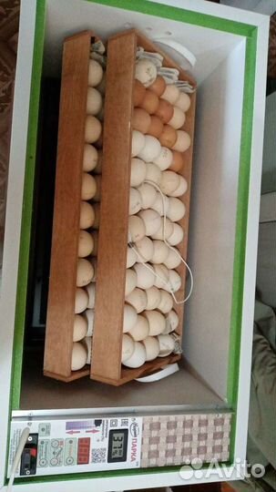 Цыплята бройлеры кобб 500 и росс 308