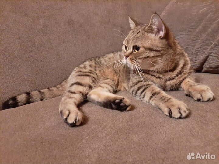 Британская кошка бесплатно