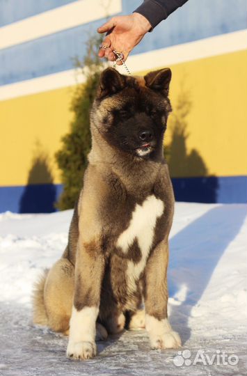 Американская акита