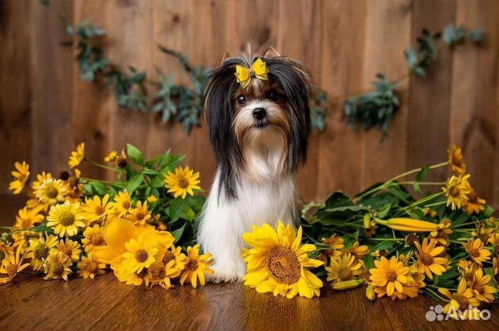 Очень красивая Принцесса породы Бивер