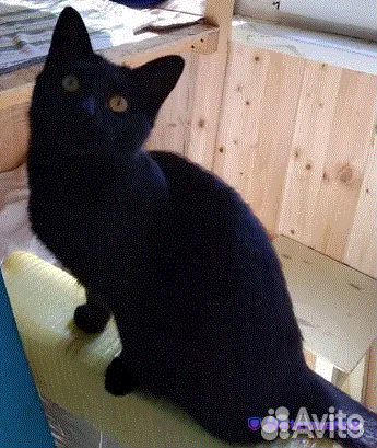 Обалденная девочка Ноэль 1 год ищет передержку дом