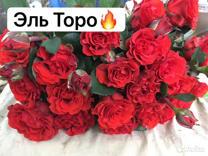 Саженцы роз