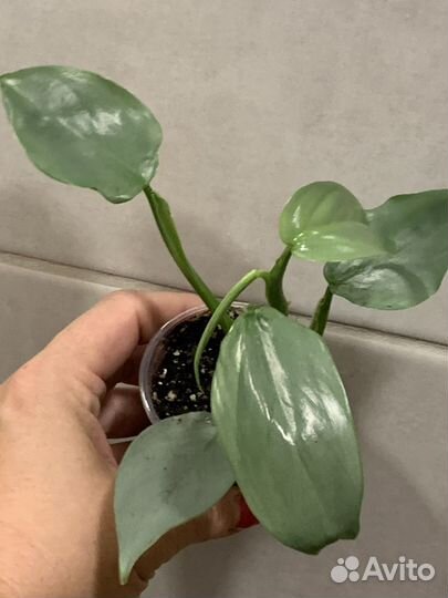 Филодендрон хастатум сильвер. Комнатные растения