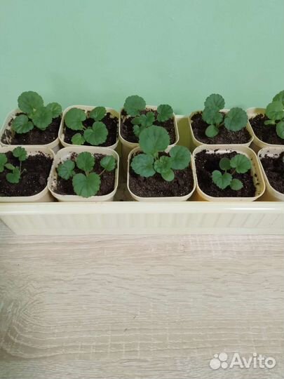 Пеларгония карликовая