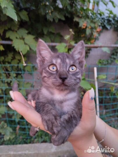 Котики бесплатно в добрые руки