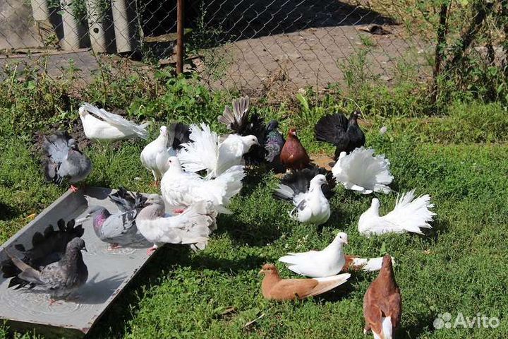 Ручные голуби