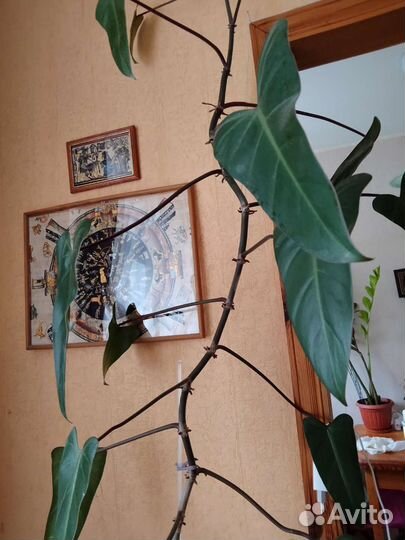 Комнатные цветы