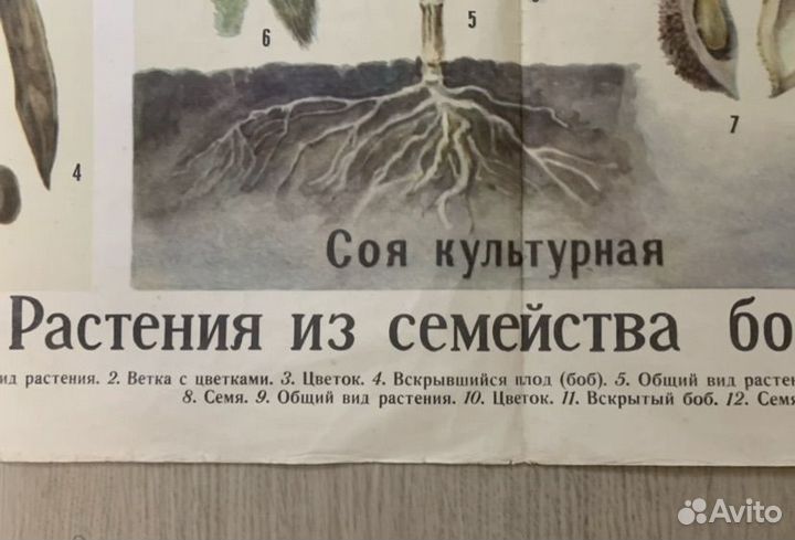 Плакат СССР 1969 Растения из семейства бобовых