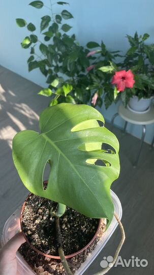 Монстера делициоза
