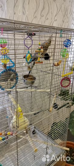 Попугай корелла говорящий