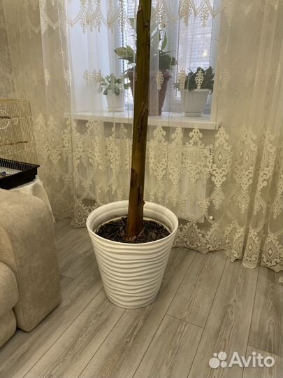 Банановая пальма