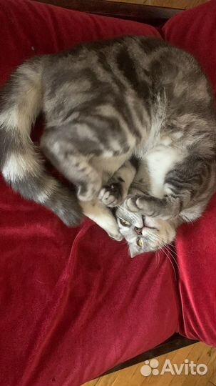 Передержка домашних животных, зооняня