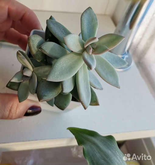 Суккуленты