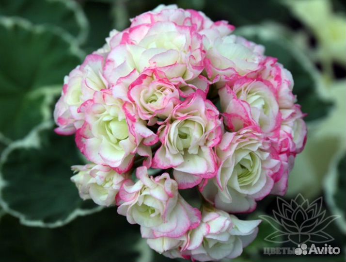 Пеларгония герань Uaito Ringu