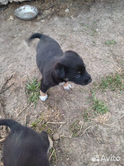 Собака в добрые руки отдам бесплатно