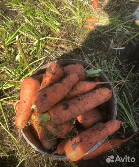 Морковь оптом