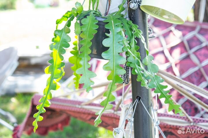 Эпифиллум ангулигер